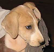 �A�U���N�q���ʐ^4