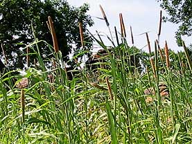 �}�����a���h�S���̔��ʐ^