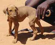 �A�U���N�q���ʐ^1