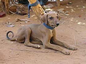 Azawakh �}�����Y�̌��@�A�U���N�̎q���ʐ^